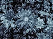 Zomerbloemen arrangement in zwart en wit. van Nicolaas Digi Art thumbnail