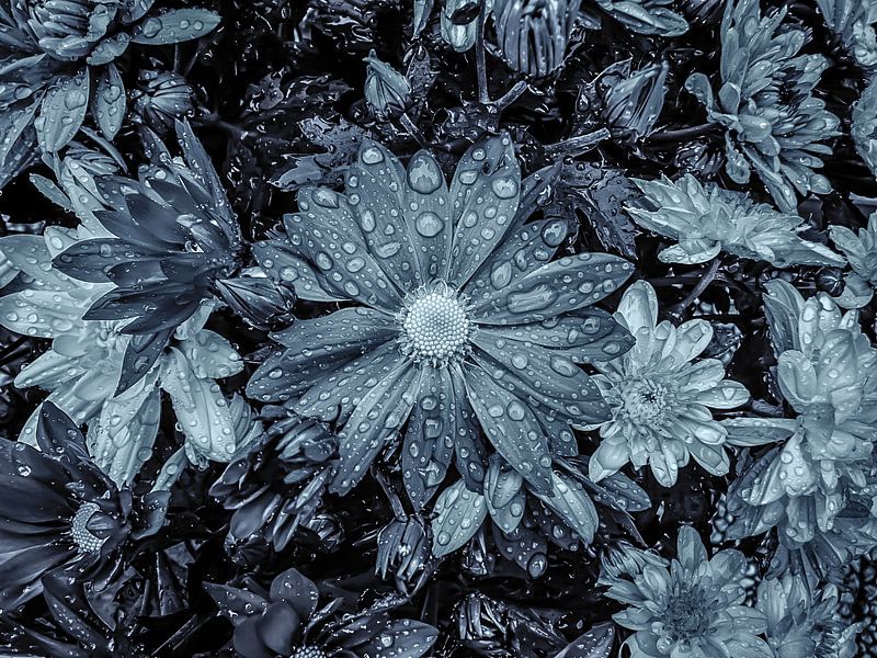 Sommerblumenarrangement in Schwarz-Weiß. von Nicolaas Digi Art
