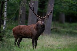 Kapitaal edelhert van Peter Ponsteen