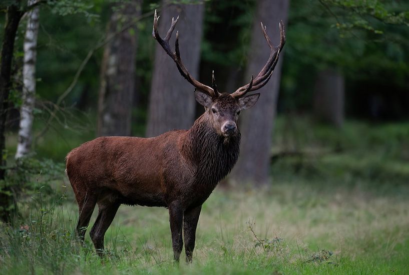 Capital red deer by Peter Ponsteen