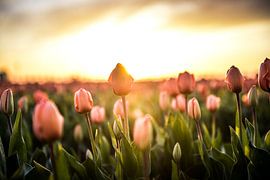 Tulpen von Joyce Leenen