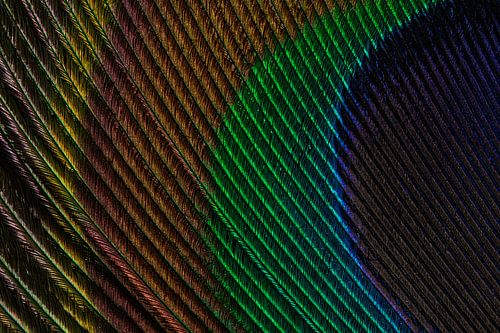 Een stukje pauwenveer