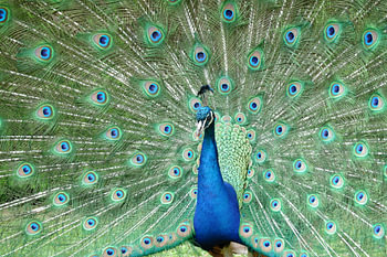 Pauw bij Warwick Castle