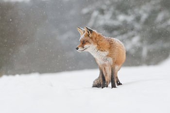 Renard dans le monde de la neige.