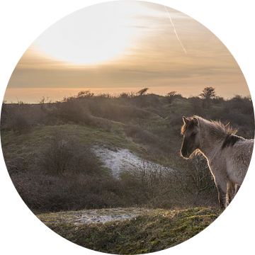 Konikpaard op een duintop met tegenlicht van Marcel Klootwijk