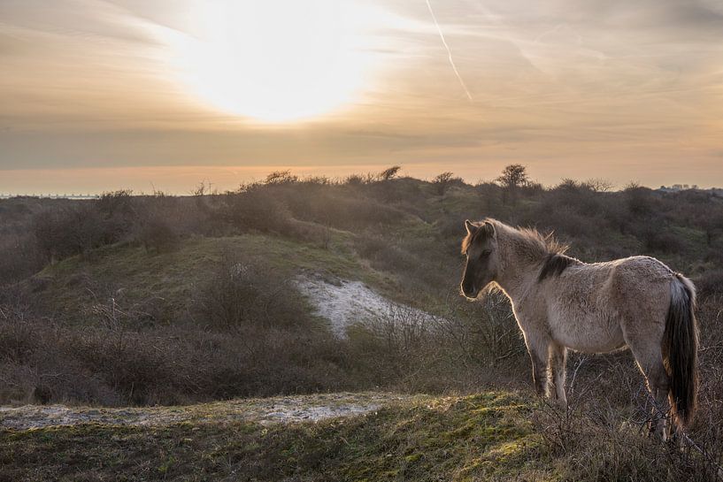 Konikpaard op een duintop met tegenlicht von Marcel Klootwijk