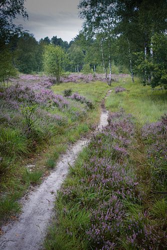 Smal weggetje op de heide in de zomer