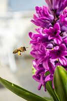 La danse de l'abeille au printemps