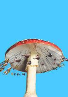 Amanita Carrousel