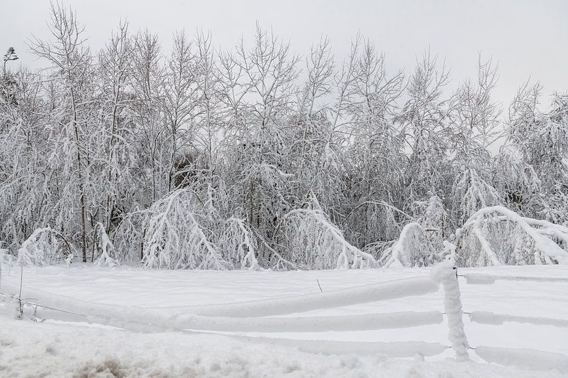 Winterwunderland von Foto A de Jong