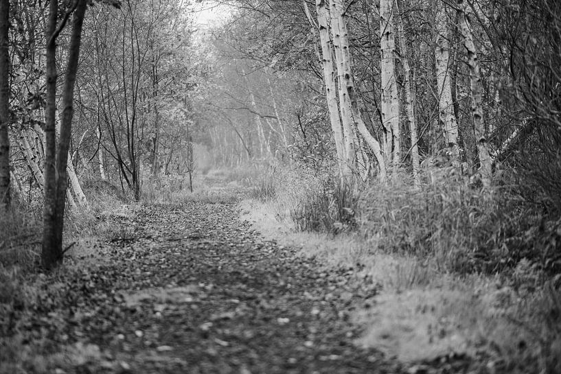 Friesland Deelen in black and white by anne droogsma