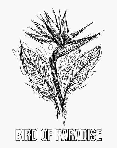 minimalist Bird of paradise flower line art poster - white edition