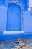 chat à chefchaouen