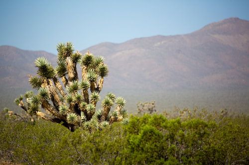 Joshua tree in Amerika