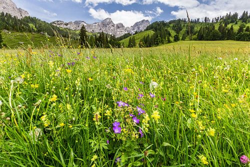Flower Meadow in the Alps