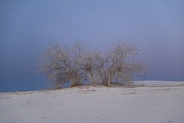 White Sands Dunes National Monument au Nouveau-Mexique USA sur Frank Fichtmüller