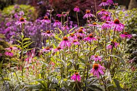 Echinacea