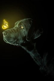 Vlinder van Pixel4ormer