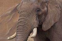 olifant