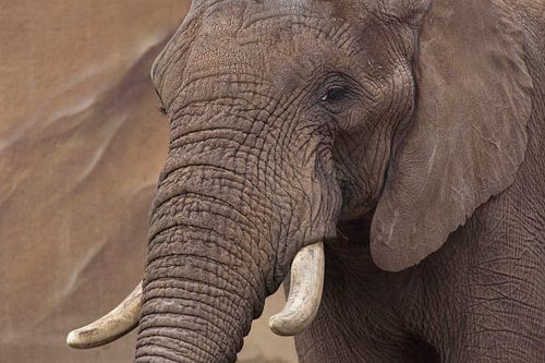 olifant