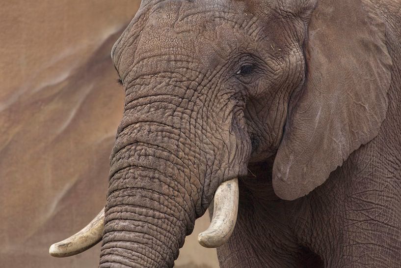 olifant van anja voorn