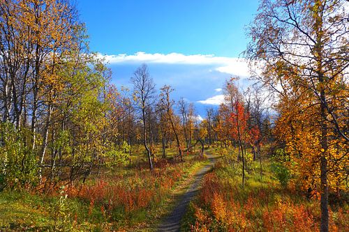 Sfeer van zonsopgang in Zweeds Lapland in de herfst