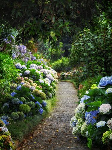 Het pad tussen de hortensias