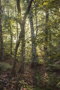 Soleil du matin sur Tessa Dommerholt