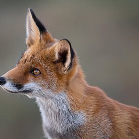 Nieuwsgierige vos: hallo wie ben jij? van Renso de Wind