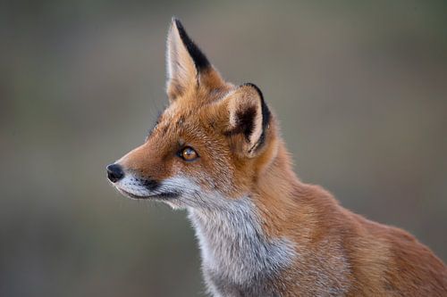 Curious fox: hello who are you?