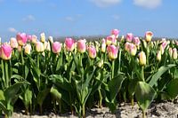 Tulpenfeld mit gelb-rosa Tulpen