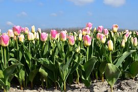 Tulipfield with yellow-pink tulips by Gerrit Pluister