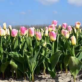 Tulpenveld met geel-roze tulpen van Gerrit Pluister