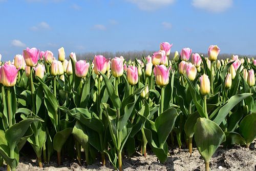Tulpenveld met geel-roze tulpen