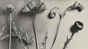 Art botanique