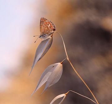 De lichtheid van de vlinder ..., Thierry Dufour van 1x