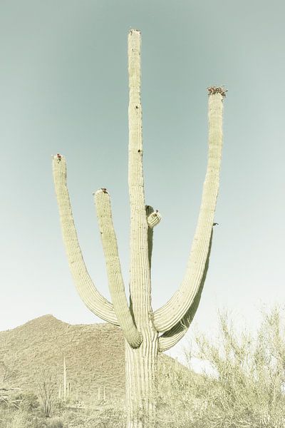SAGUARO NATIONAL PARK Riesiger Saguaro Kaktus | Vintage von Melanie Viola