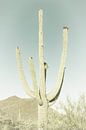 SAGUARO NATIONAL PARK Riesiger Saguaro Kaktus | Vintage von Melanie Viola Miniaturansicht
