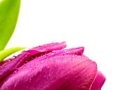 Tulp Lila met waterdruppels Close-Up by Erwin Plug thumbnail