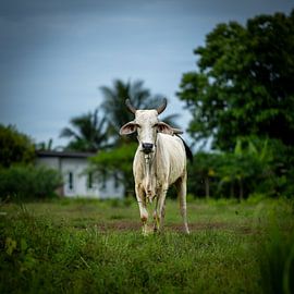 White Brahman Cow in Meadow by Franklin Driessen