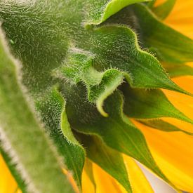 Abstracte kleur explosie groen en geel in zonnebloem sur Jolanda de Jong-Jansen