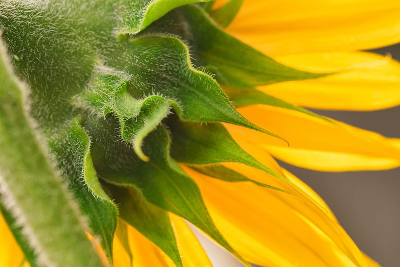 Explosion abstraite de couleurs vertes et jaunes dans un tournesol par Jolanda de Jong-Jansen