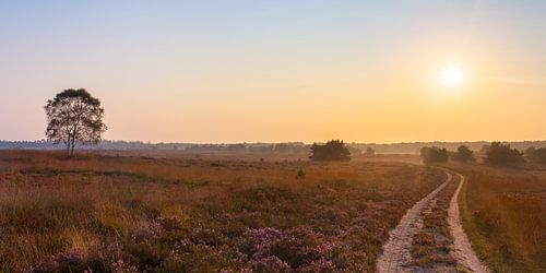 Morgen im Moor von Evert Jan Kip