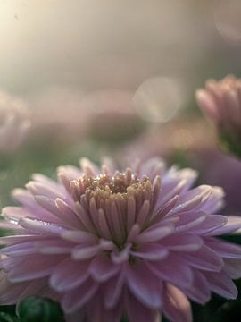Chrysantheme am Morgen von Martijn Wit