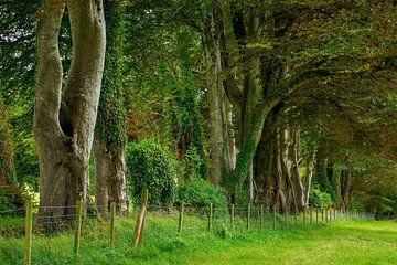 Avenue of trees in Ireland by Roland Brack