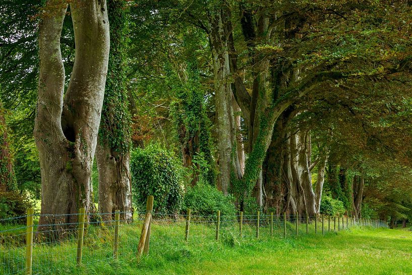 Allée d'arbres en Irlande par Roland Brack