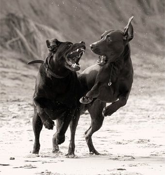 Spelende honden op het strand van Dominique Diericx