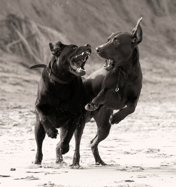Langage canin par Dominique Diericx