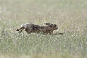 Feldhase ( Lepus europaeus ) im gestreckten Sprung durch eine regennasse Wiese, wildlife, Europa.