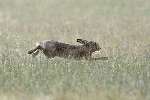 Feldhase ( Lepus europaeus ) im gestreckten Sprung durch eine regennasse Wiese, wildlife, Europa. von wunderbare Erde
